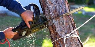 Best Tree and Shrub Care  in Lennox, CA