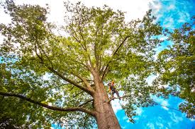 Best Tree Trimming and Pruning  in Lennox, CA