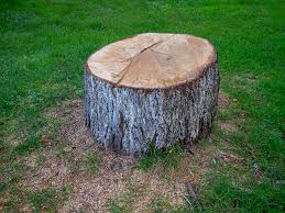 Best Hazardous Tree Removal  in Lennox, CA