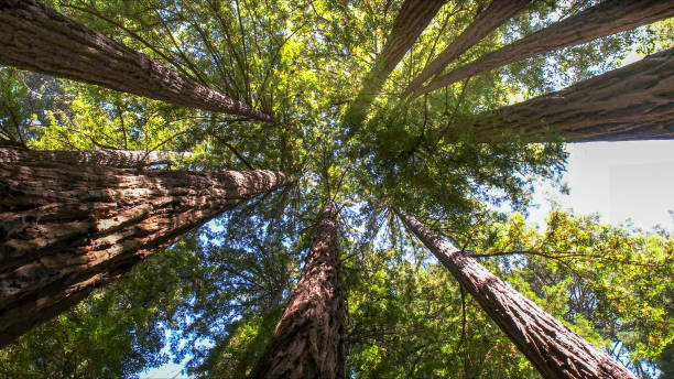 Best Tree Removal  in Lennox, CA