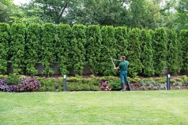 Lawn Pest Prevention in Lennox, CA