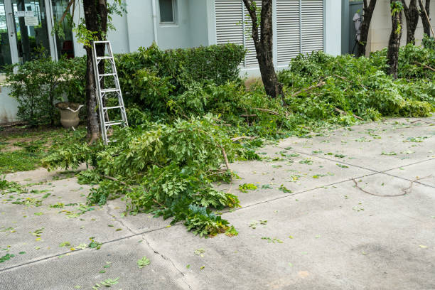 Best Emergency Tree Removal  in Lennox, CA