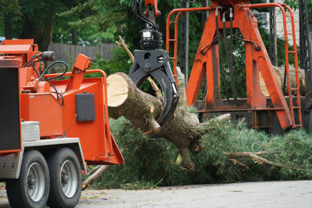 Best Tree Risk Assessment  in Lennox, CA
