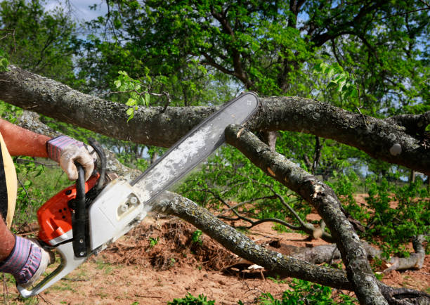 Best Tree Disease Treatment  in Lennox, CA